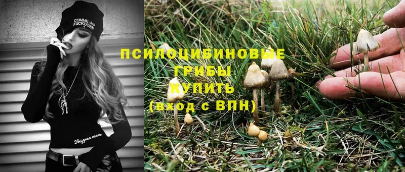 дарнет шоп  Благовещенск  Галлюциногенные грибы Magic Shrooms 